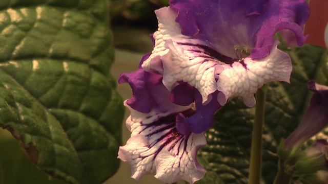 Выставка фиалок и стрептоккрпусов смотреть онлайн