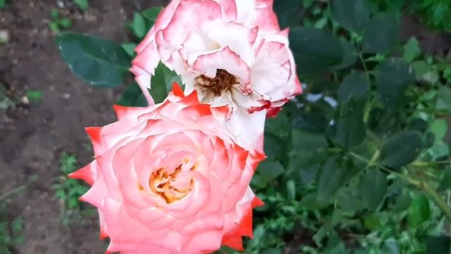 Розы первогодки: ЧИППЕНДЕЙЛ , ИМПЕРАТРИЦА ФАРРАХ , КУБА ДЭНС , ФЕОРЛАНД ,КЛОД БРАССЕР. смотреть онлайн