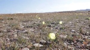 Экология Байкала