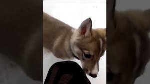 Западносибирская Лайка 2 месяца (знакомство с зимним лесом)