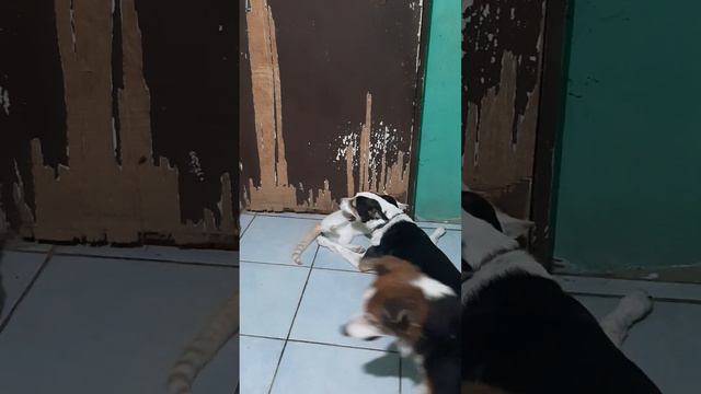 Hitler Cat fighting with Albert Dog