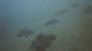Подводная охота на горбыля