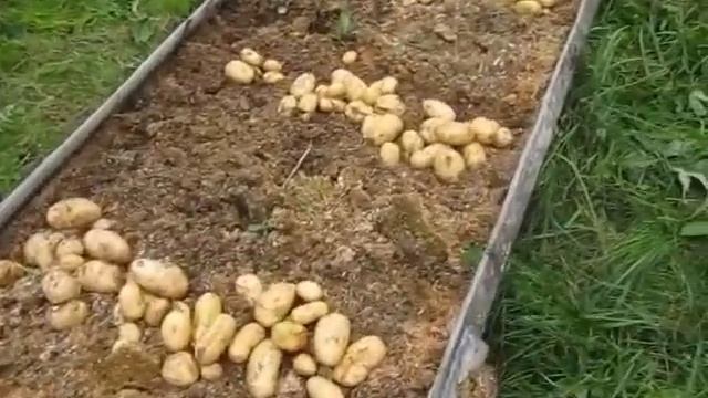 картофель в опилках смотреть онлайн