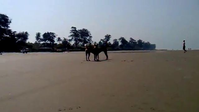 1234 1082 Собаки на Пляже [Индия 2012] смотреть онлайн