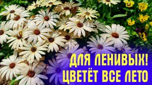 ОЧАРУЕТ ВСЕХ СОСЕДЕЙ! Цветёт ВСЁ ЛЕТО, ухода НЕ ТРЕБУЕТ! Как посеять ОСТЕОСПЕРМУМ