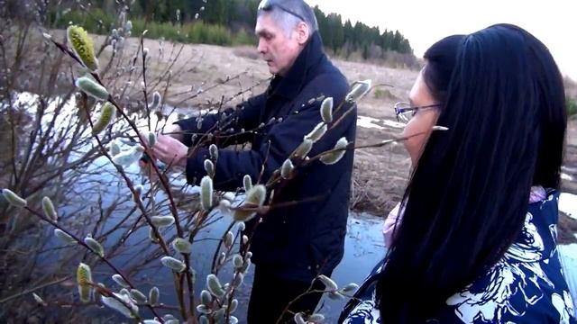 VLOG. Верба на Вербное воскресенье. Почему именно верба? смотреть онлайн