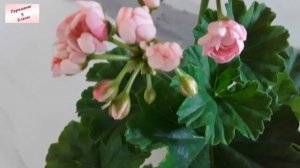 Великолепная Анита: розебудная пеларгония