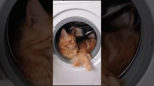 Совершенно очевидно, что такого котика, в стиральной машине, случайно вместе с бельем не постираешь
