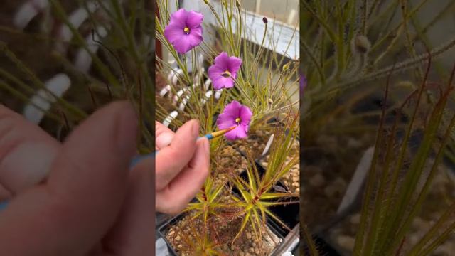 Pollinating Byblis gigantea flowers