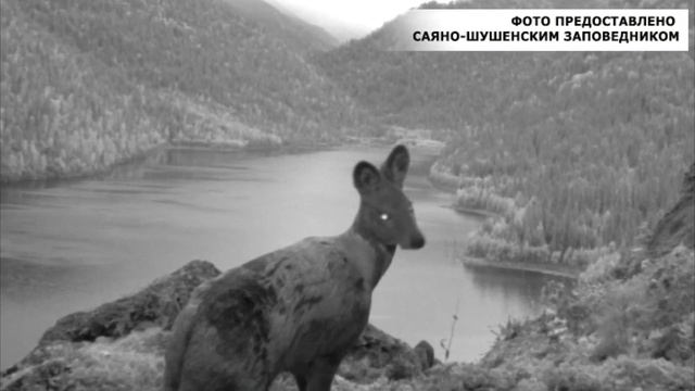 Фотоловушки Саяно Шушенского заповедника запечатлели кабаргу с малышом смотреть онлайн