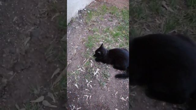 Чёрный кот играет с мышью. Забавный котик-разбойник. Кот и мышь смотреть онлайн