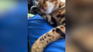 163. Кот подвернул лапу и повредил сухожилие. Изделия с микросферами Артрейд.