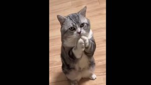 Забавные котики 2