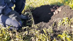 Результат посадки картофеля не обычным способом.