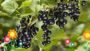 Смородина черная Отборная. Краткий обзор, описание характеристик, где купить саженцы Otbornaia