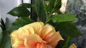 Hibiscus rosa sinensis 2021 Китайская роза жёлтая