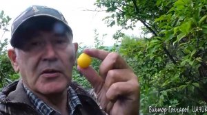 Абрикосы в Сибири