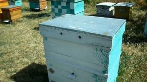 Изъятие оттянутой вощины из семей и постановка в отводки. ЗАСУХА!!! ЖАРА!!!