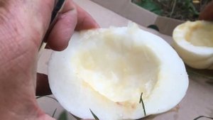 The Kiku Chrysanthemum Melon