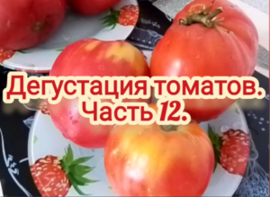 Дегустация томатов. Часть 12.