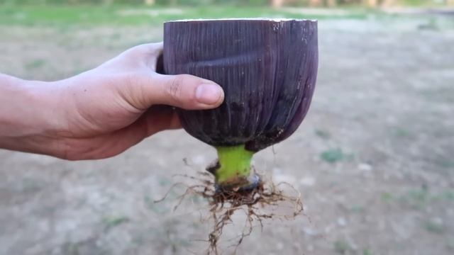 How to grow banana tree from Banana Flower for beginners смотреть онлайн