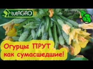 ВЗРЫВНОЙ РОСТ ОГУРЦА и МОМЕНТАЛЬНОЕ УЛУЧШЕНИЕ ПЛОДОРОДИЯ ПОЧВЫ! БиоАктиватор в созвездии BioDSO.