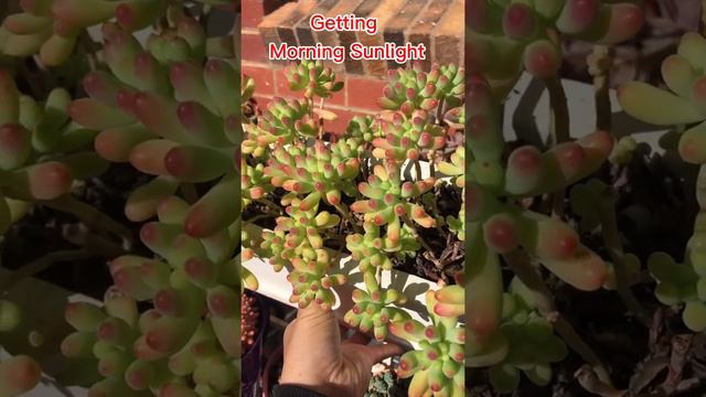 FULL SUNLIGHT VS NO SUNLIGHT |  the reason why succulents need sunlight | Blue Jelly Bean | #SHORT