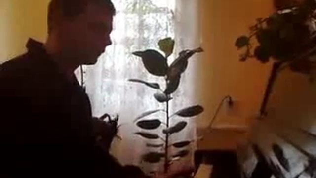 "Маэстро", или как играть НЕ надо!!! смотреть онлайн