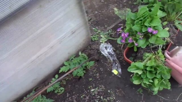 СКОЛЬКО ТОМАТОВ Я УЖЕ ВЫСАДИЛА И ГДЕ. Ольга Чернова. смотреть онлайн