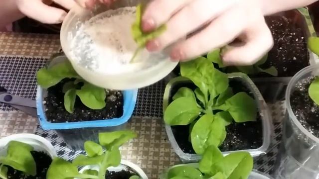 Как прищипывать петунии