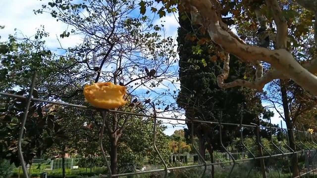 Престижный район, Триумфальная арка и птички-очаровашки.