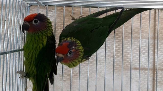 LORIQUET DE GOLDIE - Goldie's Lorikeet - Glossoptilus goldiei смотреть онлайн