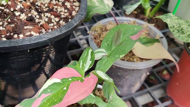 Syngoniunm red spot tricolor สวยๆ ด่างจัดๆ смотреть онлайн