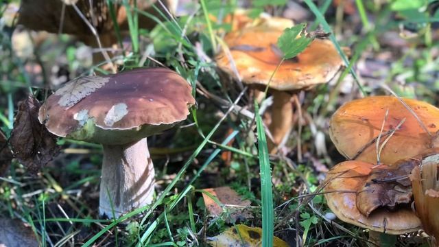 #лето #ленинградскаяобласть #загрибами смотреть онлайн