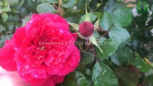 Сангрия Sangria-постоянно-цветущая, неприхотливая роза. Сочетание с др. сортами. Питомник Е.Иващенк