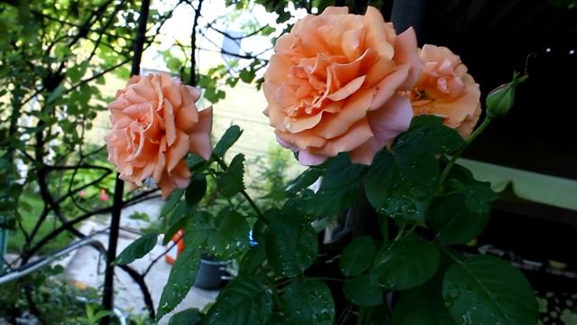 Розы с названием сортов и гортензия древовидная Abatwo 2019 3 часть смотреть онлайн