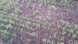 Яровая пшеница. Всходы. Посевы.