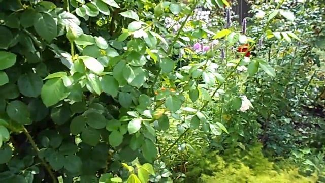 На даче . Цветет Сирийский Гибискус.Травянистый Гибискус Колеусы. Флоксы.Цветет Бадан. смотреть онлайн