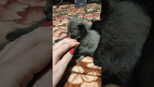 я же стараюсьа просмотры не набирают но а так это наши котята