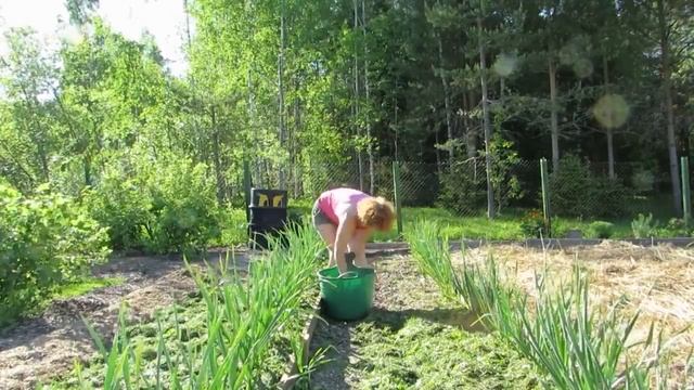 Как я картошку на КАРТОН сажала