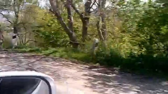 бегущий осел