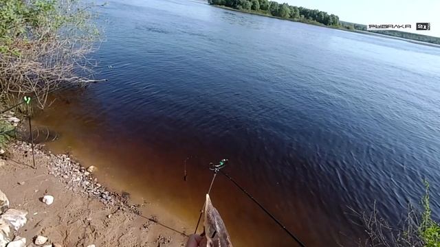 Поймал дикую стерлядь на фидер и отпустил. Поймал отпусти. Фидерная весенняя рыбалка на реке Волге.