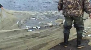 Ловля сырка неводом