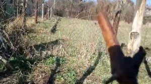 Открытие винограда весной