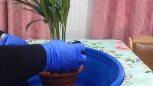 Хризалидокарпус. Пересадка и уход.