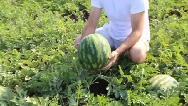 Арбуз Бомба F1 смотреть онлайн