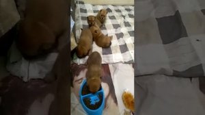 щенки финский шпиц /карело-финская лайка /продажа