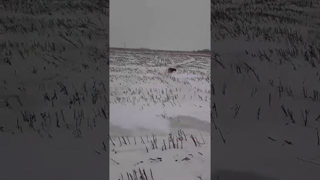 Прогулка по зимнему полю смотреть онлайн