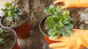 Repotting of my winter flowers/ Calanchoe/Petunia/Godetia/Iceplant