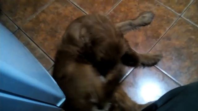 ГЛИСТЫ У СОБАК-ПРИЗНАКИ,ПРОФИЛАКТИКА,ЛЕЧЕНИЕ/ ДЕГЕЛЬМИНТИЗАЦИЯ ЖИВОТНЫХ смотреть онлайн